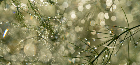dewy plant and light bokeh - macro photographyの写真素材