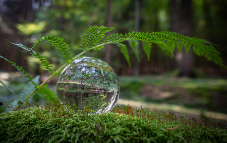 Glass lens ball with forest reflection - ecological conceptの写真素材