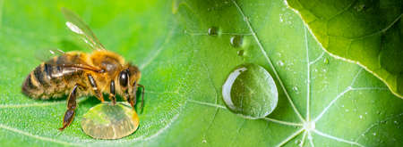 honey bee, Apis mellifera drinking water from a dewy leafの写真素材