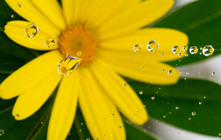 dewy spider web - net and flowers - macro photographyの写真素材