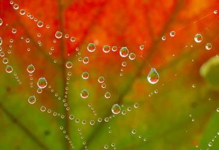 dewy spider web - net and autumnal leaf - macro photographyの写真素材