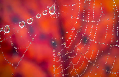 dewy spider web - net and autumnal leaf - macro photography