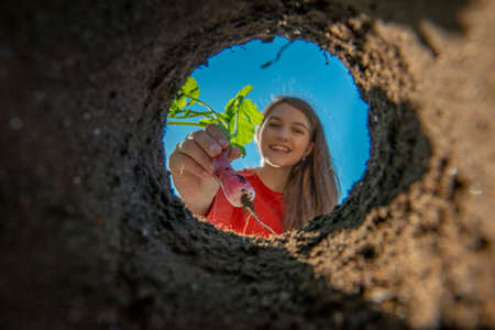 Girl holding radish - harvest in the gardenの写真素材