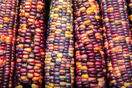 multi colored indian corn in the detail