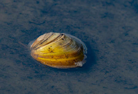 swan mussel Anodonta cygnea in a pond close upの写真素材