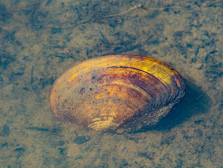swan mussel Anodonta cygnea in a pond close upの写真素材