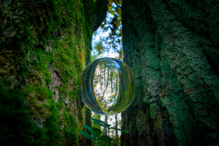 Glass lens ball with forest reflection - ecological conceptの写真素材