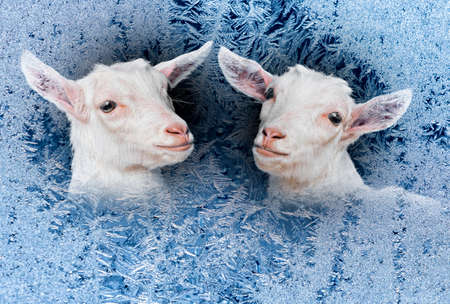 frozen winter window and behind it young white goats