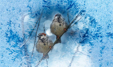 sparows on a branchの写真素材