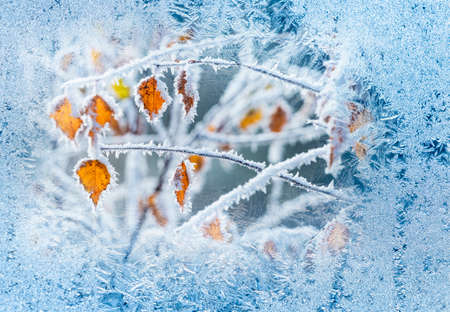 frozen tree with yellow leaves - winter backgroundの写真素材
