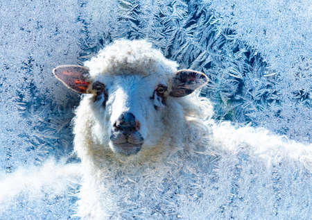 winter sheep portrait close upの写真素材