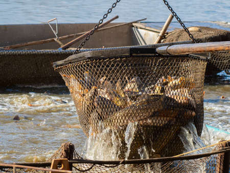Fishing pond - sorting fish carp and other fish