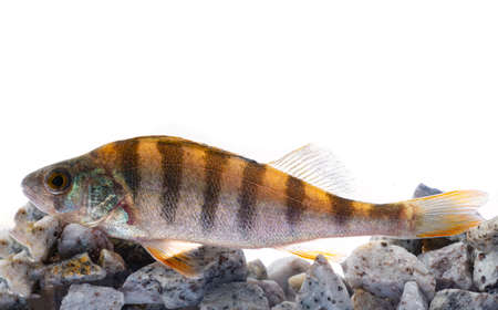 The European perch (Perca fluviatilis), the common perch, redfin perchの写真素材