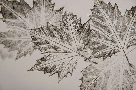 artistic image - imprints of leaves - Graphics - monoprintの写真素材