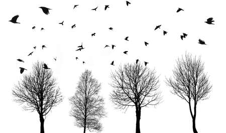 black silhouettes of flying birds and treesの写真素材