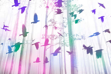 colored forest and fog and birdsの写真素材