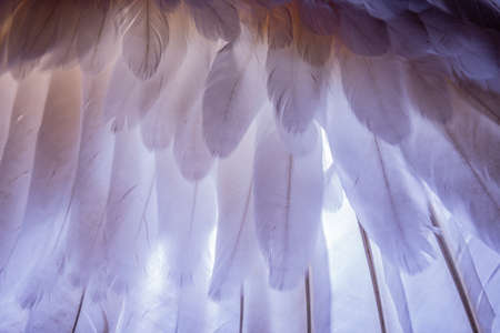 a bird wing in the detailの写真素材