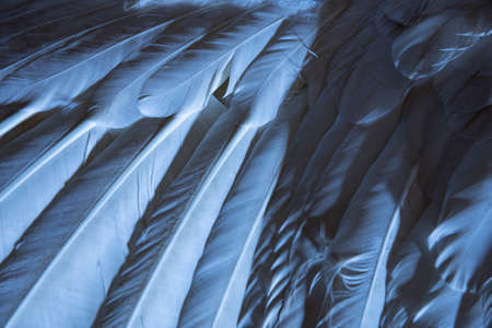 a bird wing in the detail