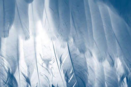 a bird wing in the detailの写真素材