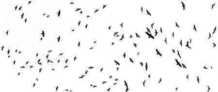 black silhouettes of flying birdsの写真素材