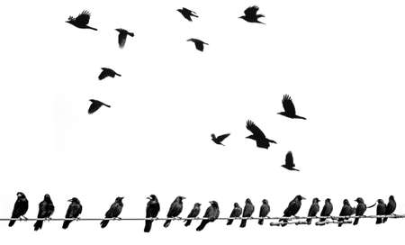 black silhouettes of flying birdsの写真素材