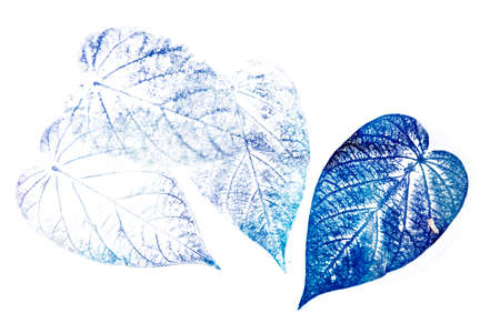 a leaf printed on paper