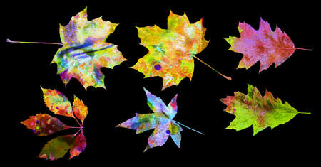 autumn leaves - watercolor collection