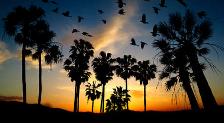 black palm and birds silhouettes and sunset sky with colors contrastの写真素材