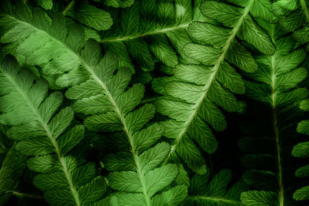 green leaves in the detail