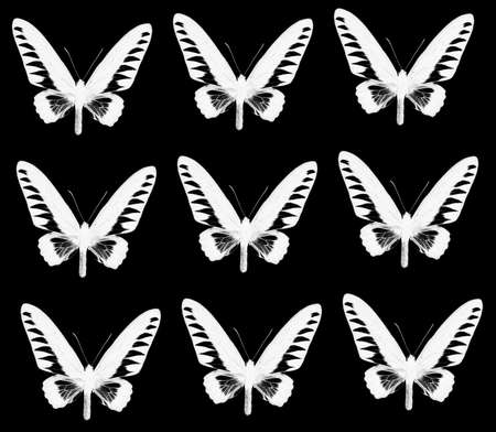 pattern background from tropical buttelflyの写真素材