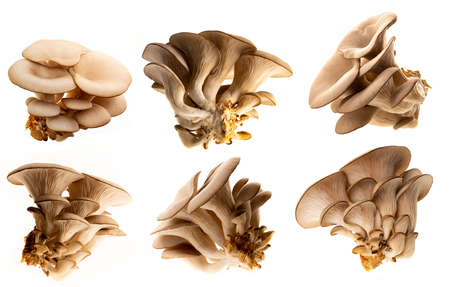 Oyster mushrooms - Pleurotus ostreatus isolated on a white backgroundの写真素材