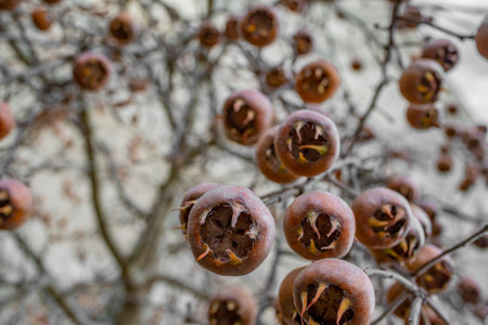 Medlar fruit Mespilus germanica on a branch in winter timeの写真素材