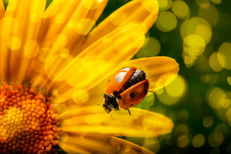 seven-spot ladybird, Coccinella septempunctata on a flower