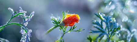 frozen plants in the winter gardenの写真素材