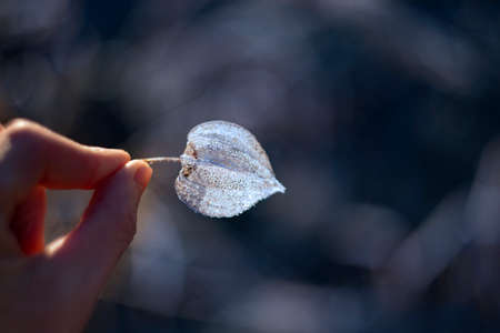frozen plant physalis in the winter gardenの写真素材