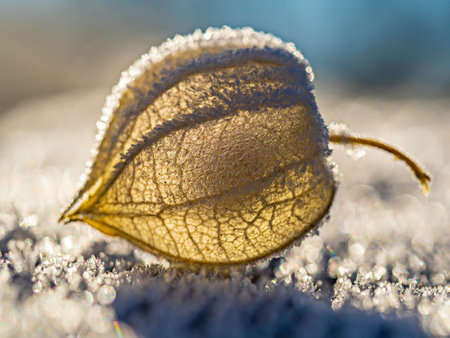 frozen plant physalis in the winter gardenの写真素材