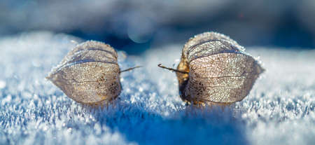 frozen plant physalis in the winter gardenの写真素材