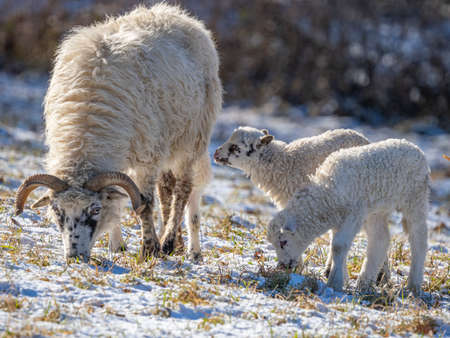 cute newborn lambs on a farm - close up - early springの写真素材