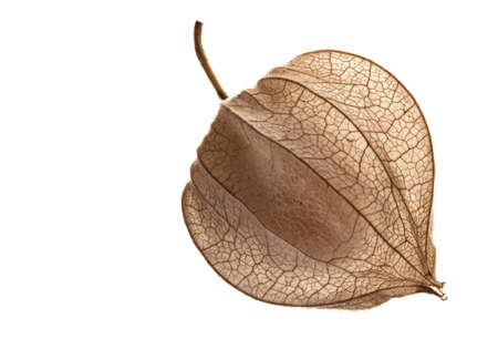 Physalis peruviana. Cape Gooseberry in the detailの写真素材