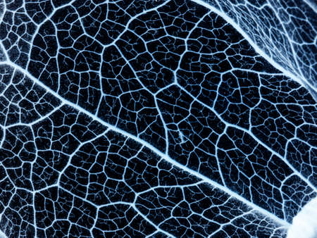 leaf texture close up - macro photoの写真素材