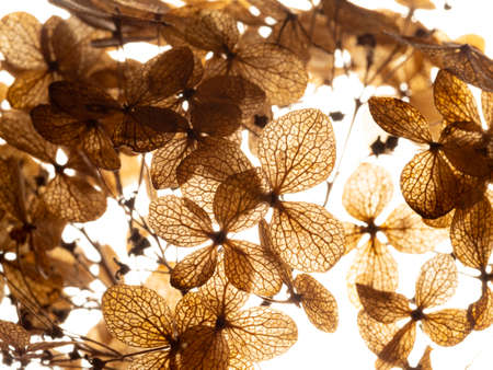 dry flowers hydrangea close up in the detail isolated on a white background