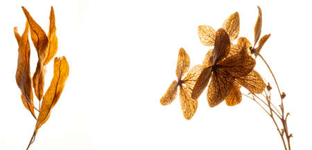 dry flowers hydrangea close up in the detail isolated on a white backgroundの写真素材