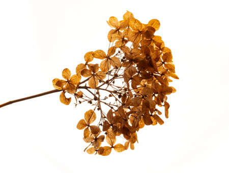 dry flowers hydrangea close up in the detail isolated on a white backgroundの写真素材