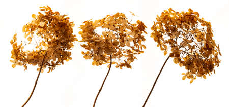 dry flowers hydrangea close up in the detail isolated on a white background