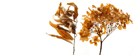 dry flowers hydrangea close up in the detail isolated on a white backgroundの写真素材