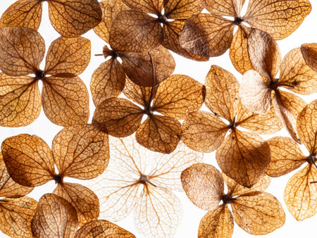 dry flowers hydrangea close up in the detail isolated on a white backgroundの写真素材