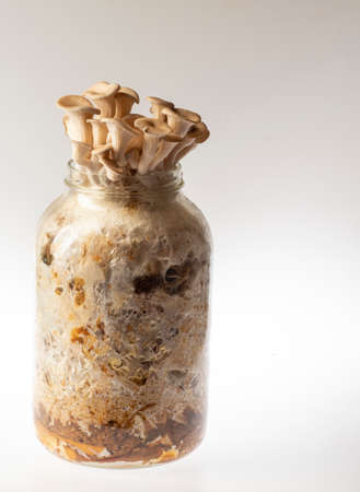 Oyster mushrooms - Pleurotus ostreatus growing at home in glass jar with strawの写真素材