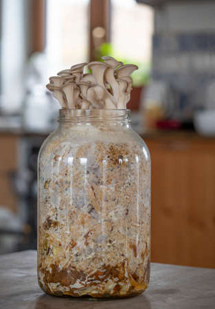 Oyster mushrooms - Pleurotus ostreatus growing at home in glass jar with strawの写真素材