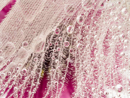 dewy feather and flowers - macro photoの写真素材
