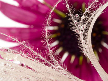 dewy feather and flowers - macro photoの写真素材